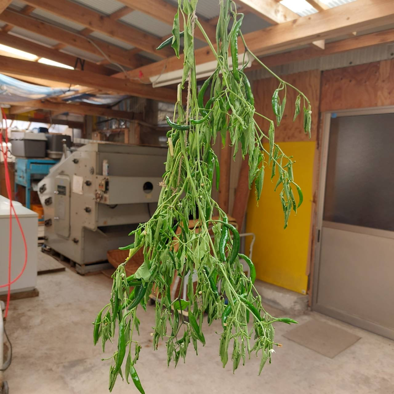 気合いで乗り切って行こう♡SUMMER☀️☀️