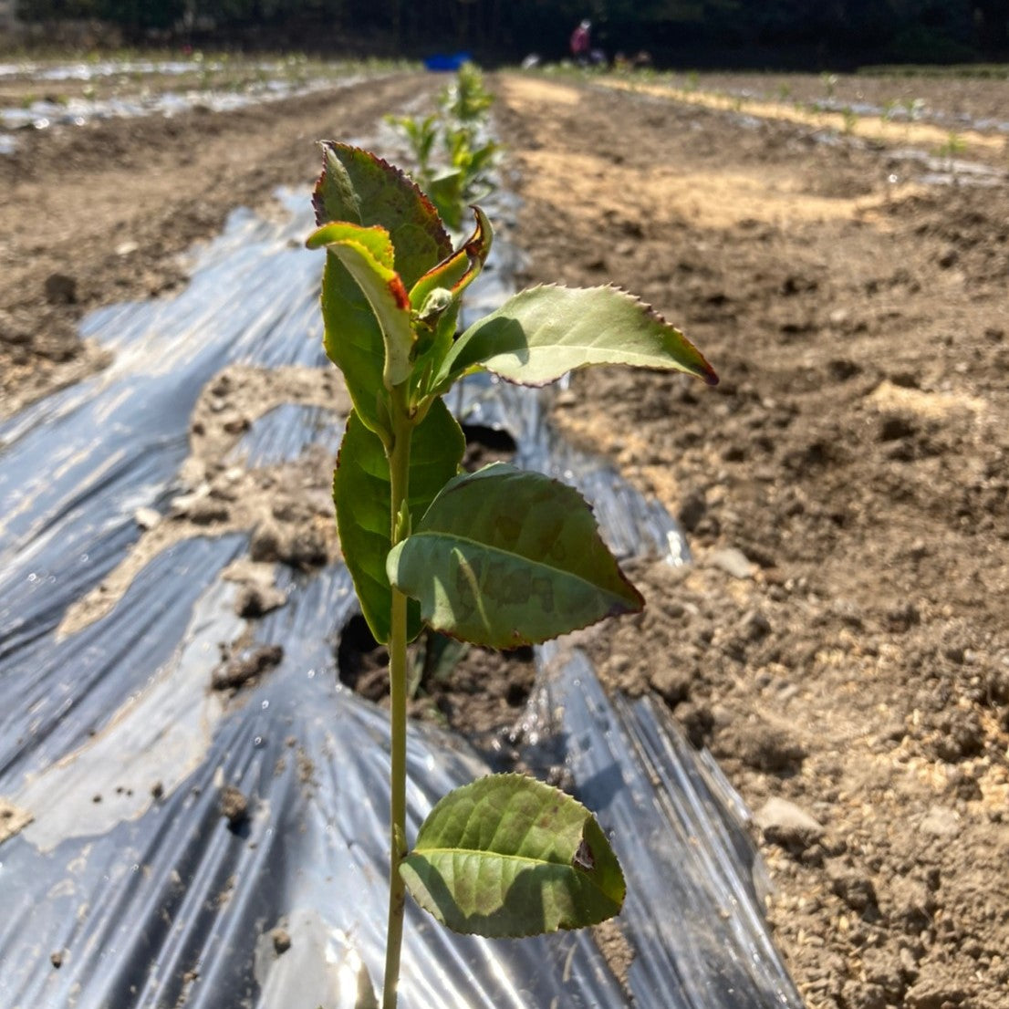 べにふうきの新植完了！