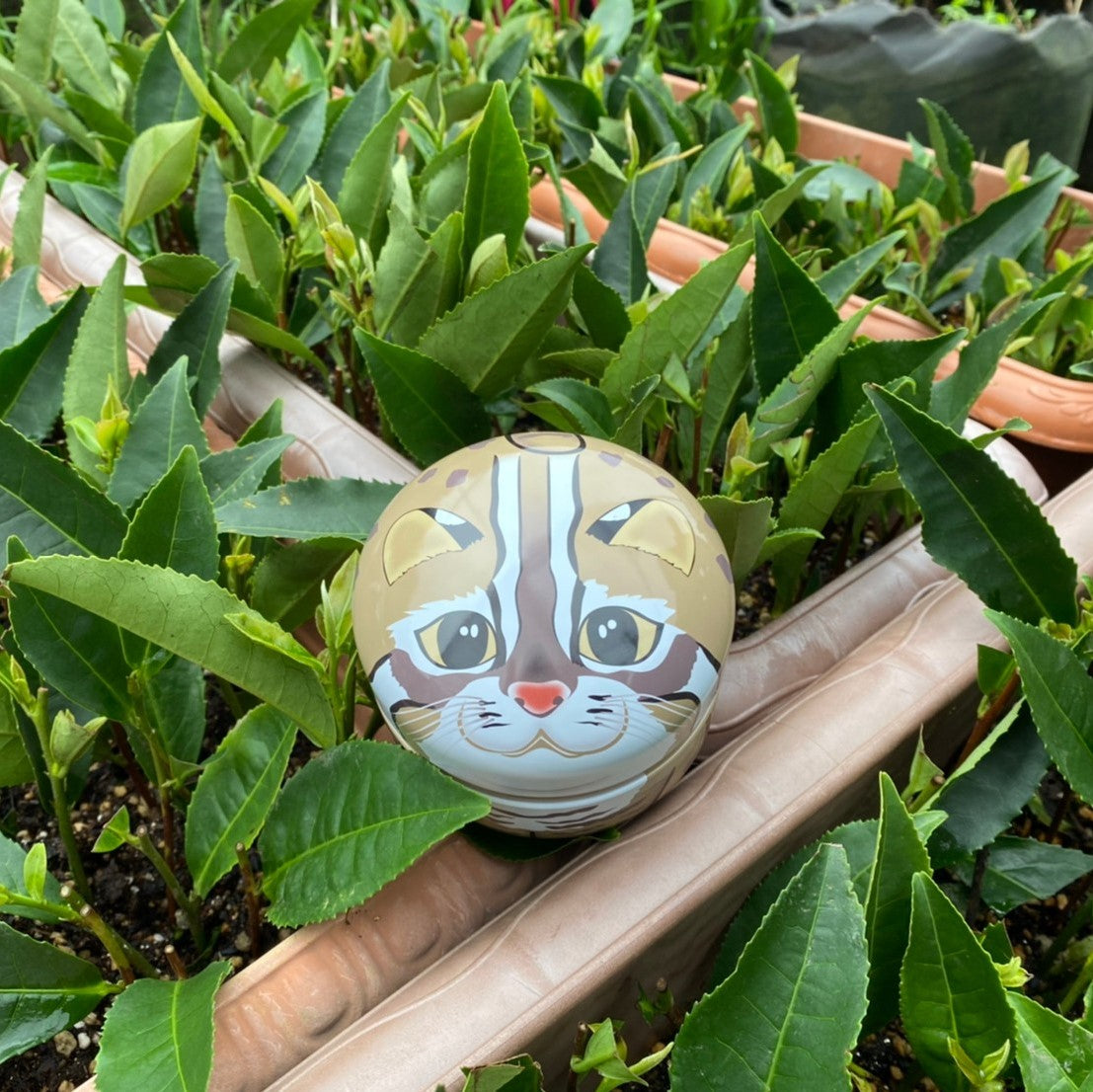 大石農園的二十四節季【小暑】