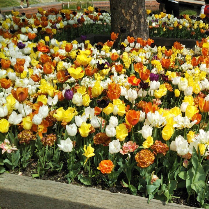 春爛漫〜\(//∇//)\ もうすぐお茶摘み始まります‼︎