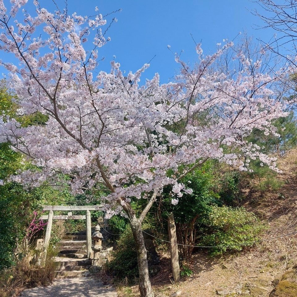 待ってました🌸桜舞う🌸季節🌸