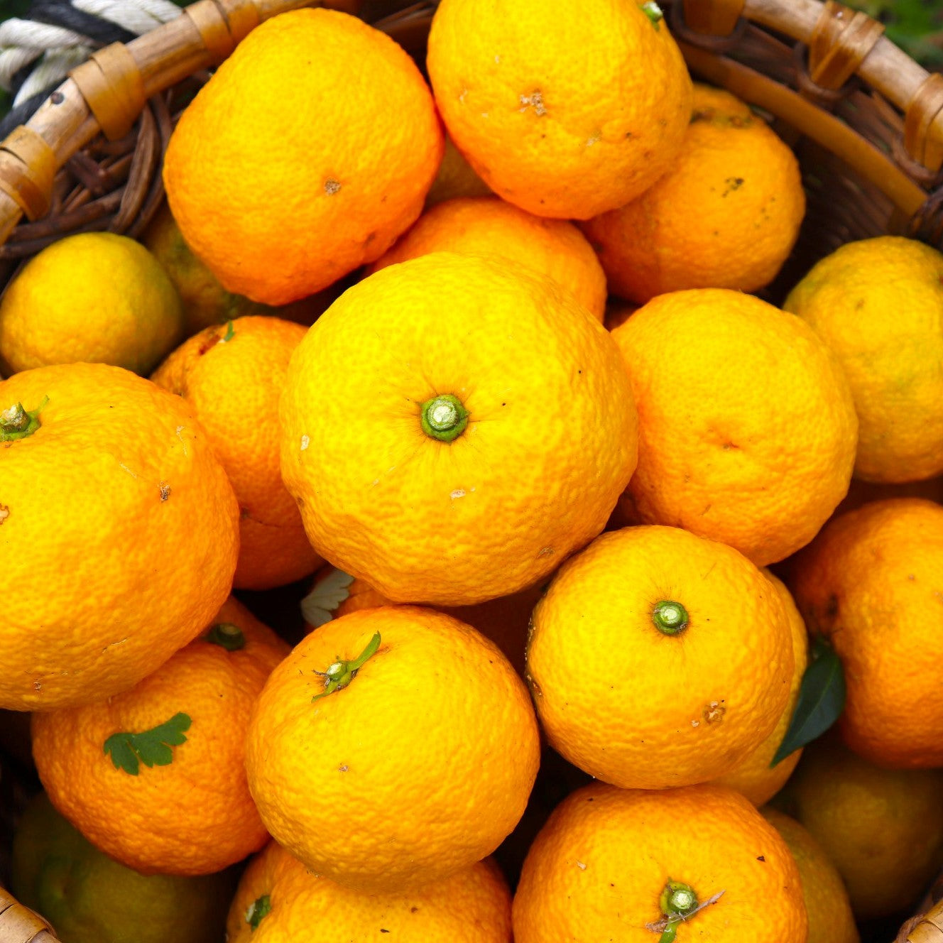 大石農園的二十四節季【冬至】