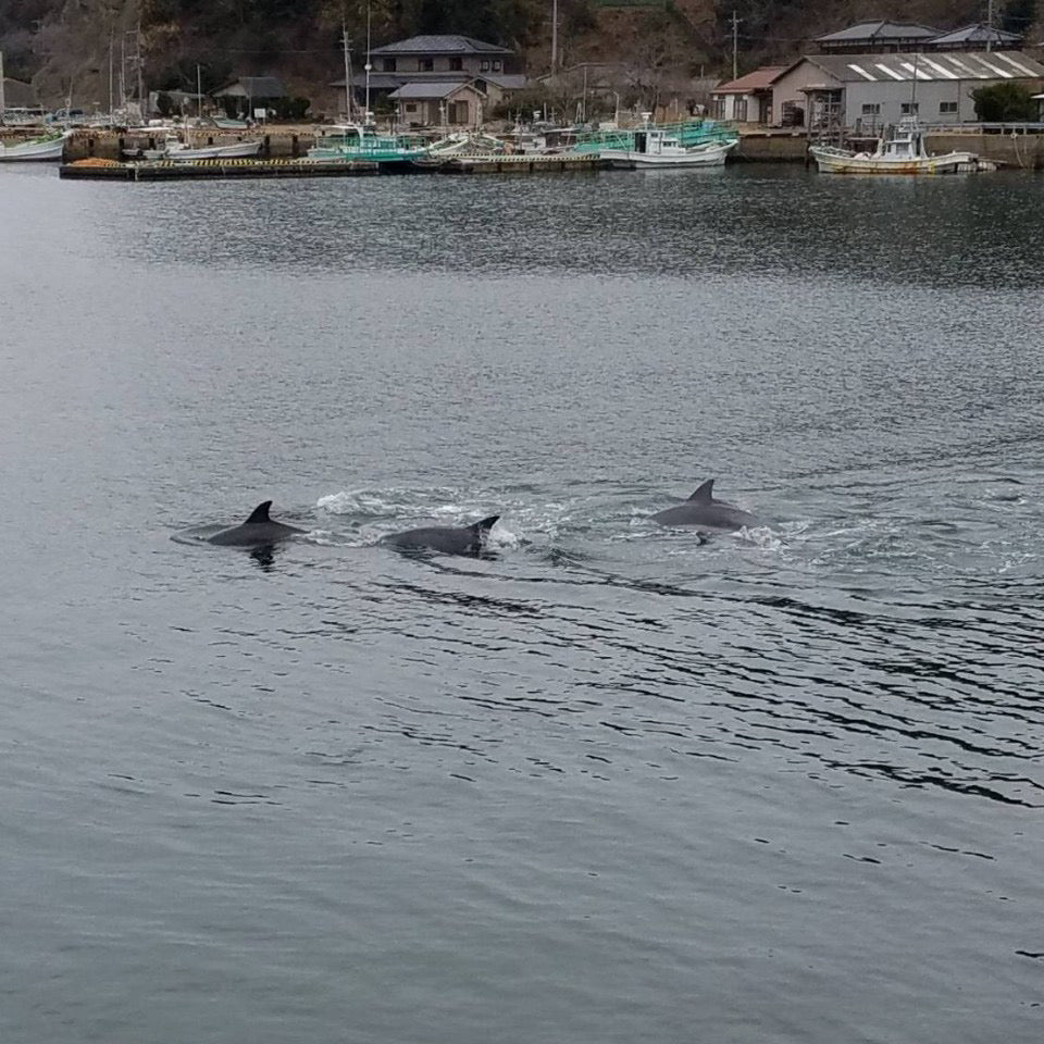 三月､桜舞い散る季節‼︎‼︎