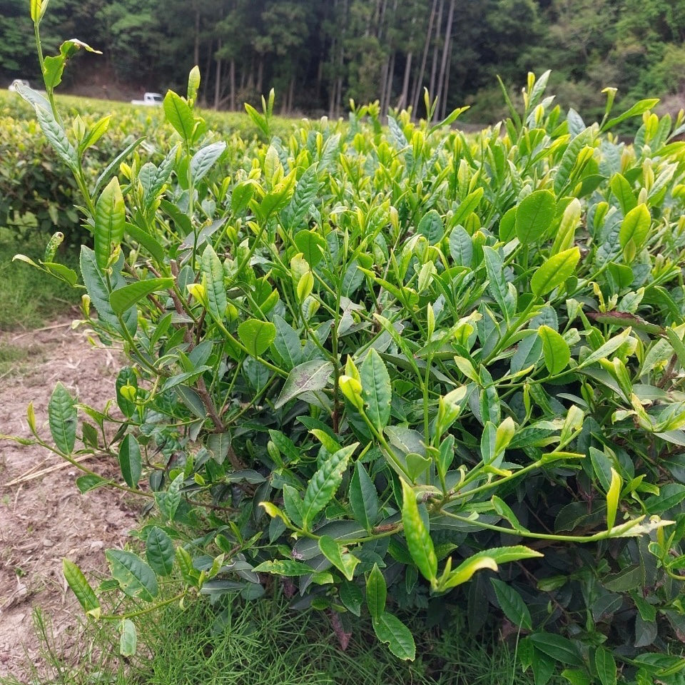 お茶摘みにレッツゴ〜♡