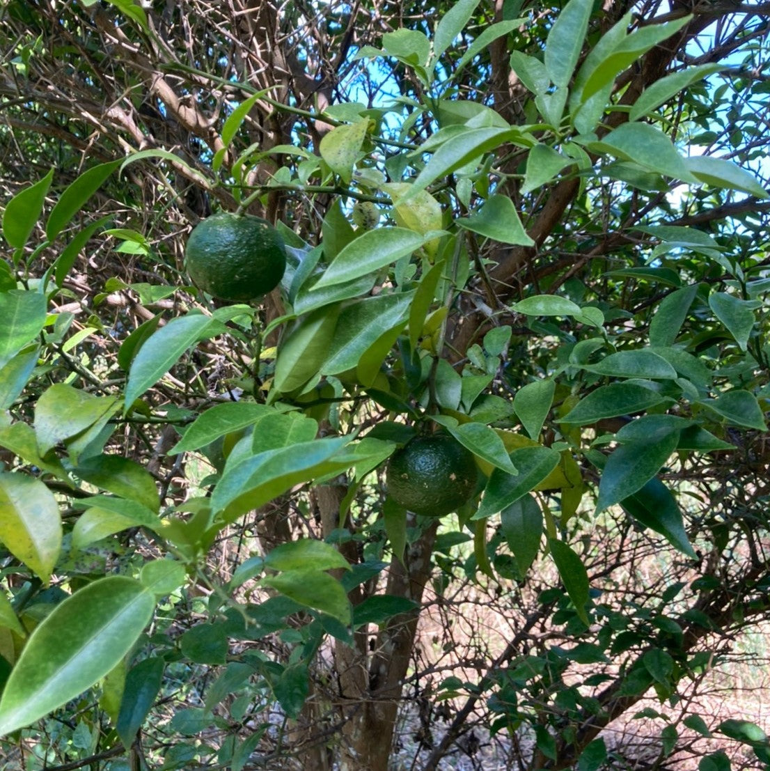 しょっしょっしょじょじ♪♪