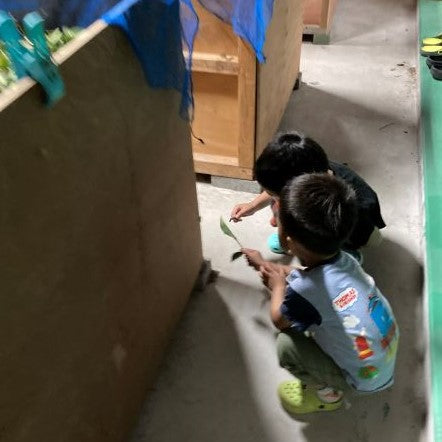 7月8日　対馬紅茶セカンド製造