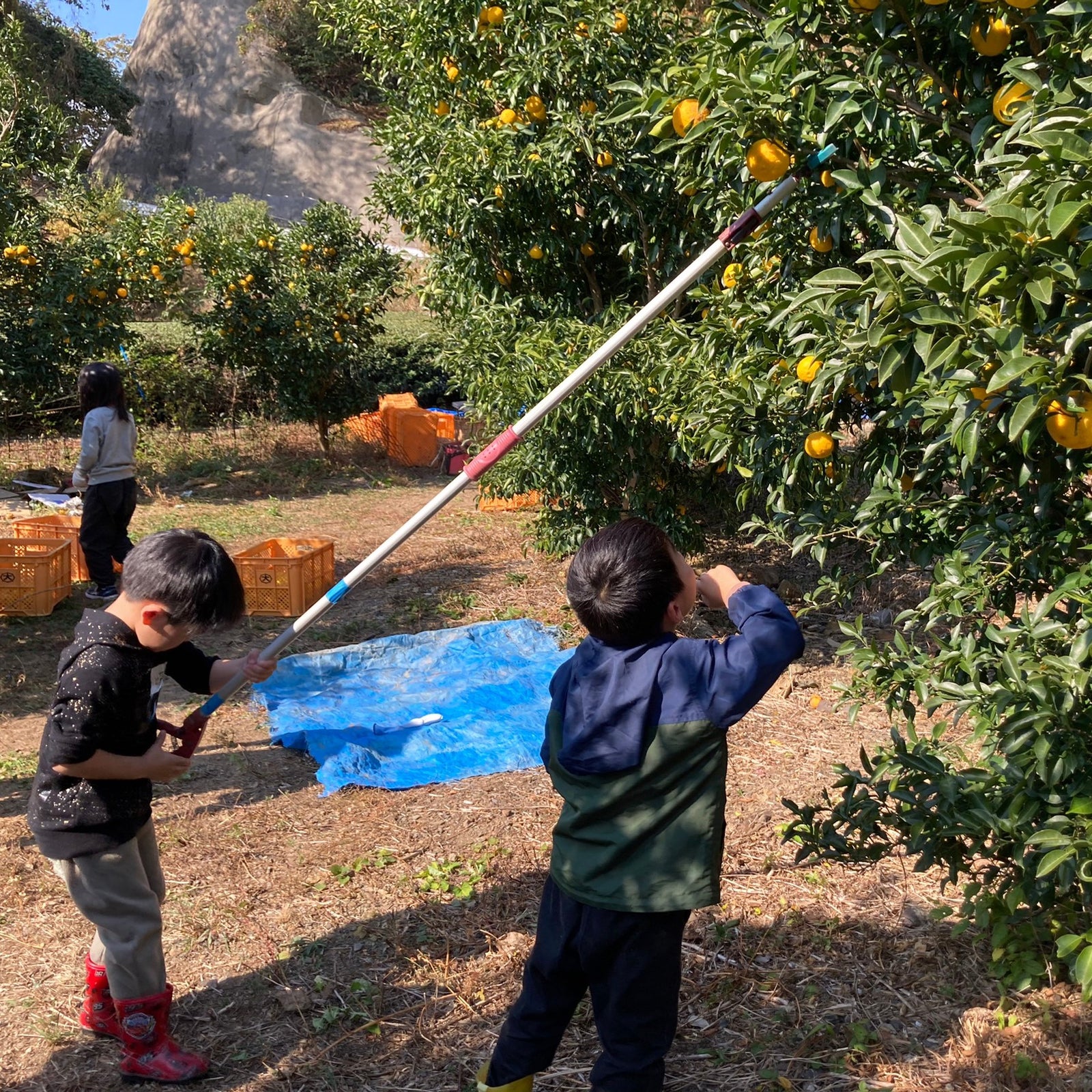大石農園的二十四節季【立冬】