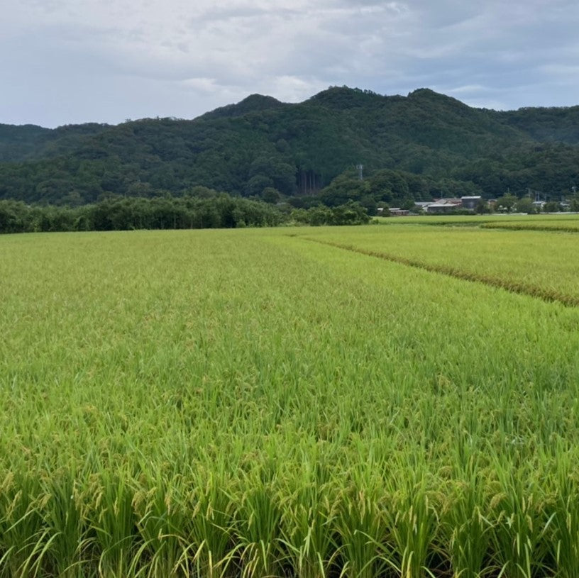 実りの秋ですね♪