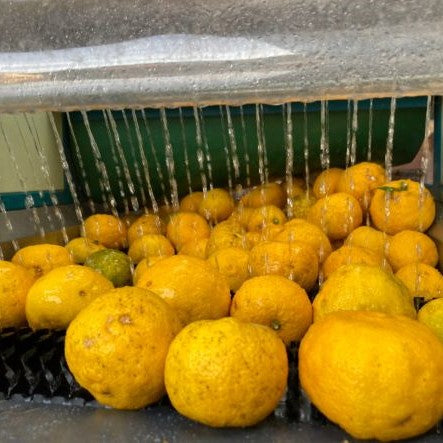 柚子柚子柚子の3週連続柚子関連！