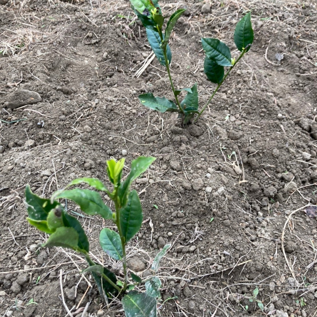 1000本チャレンジ♪