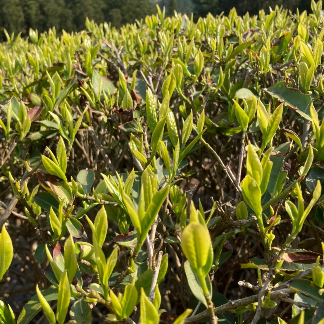 来週から5月・・・