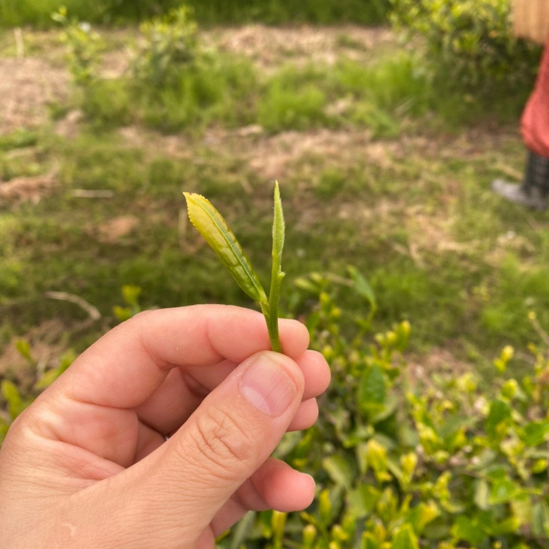 大石農園的二十四節季【小満】