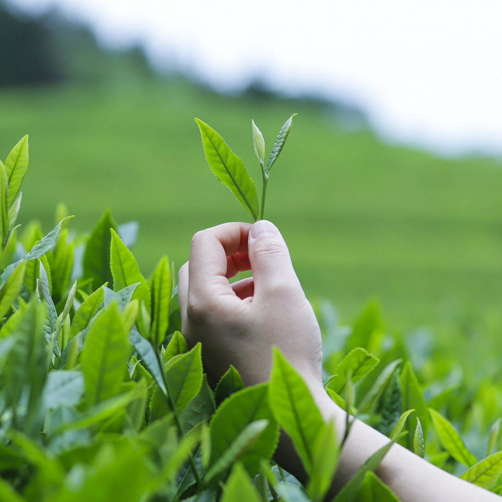 対馬紅茶 手摘み2026 販売開始いたしました！