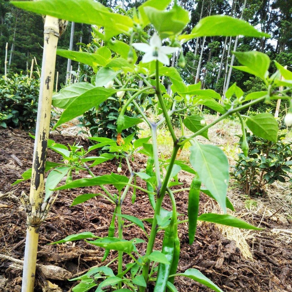 夏らしくなってきて、なんだかワクワク😁笑笑　な、7月の始まり。