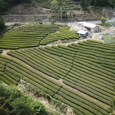 大石農園茶園