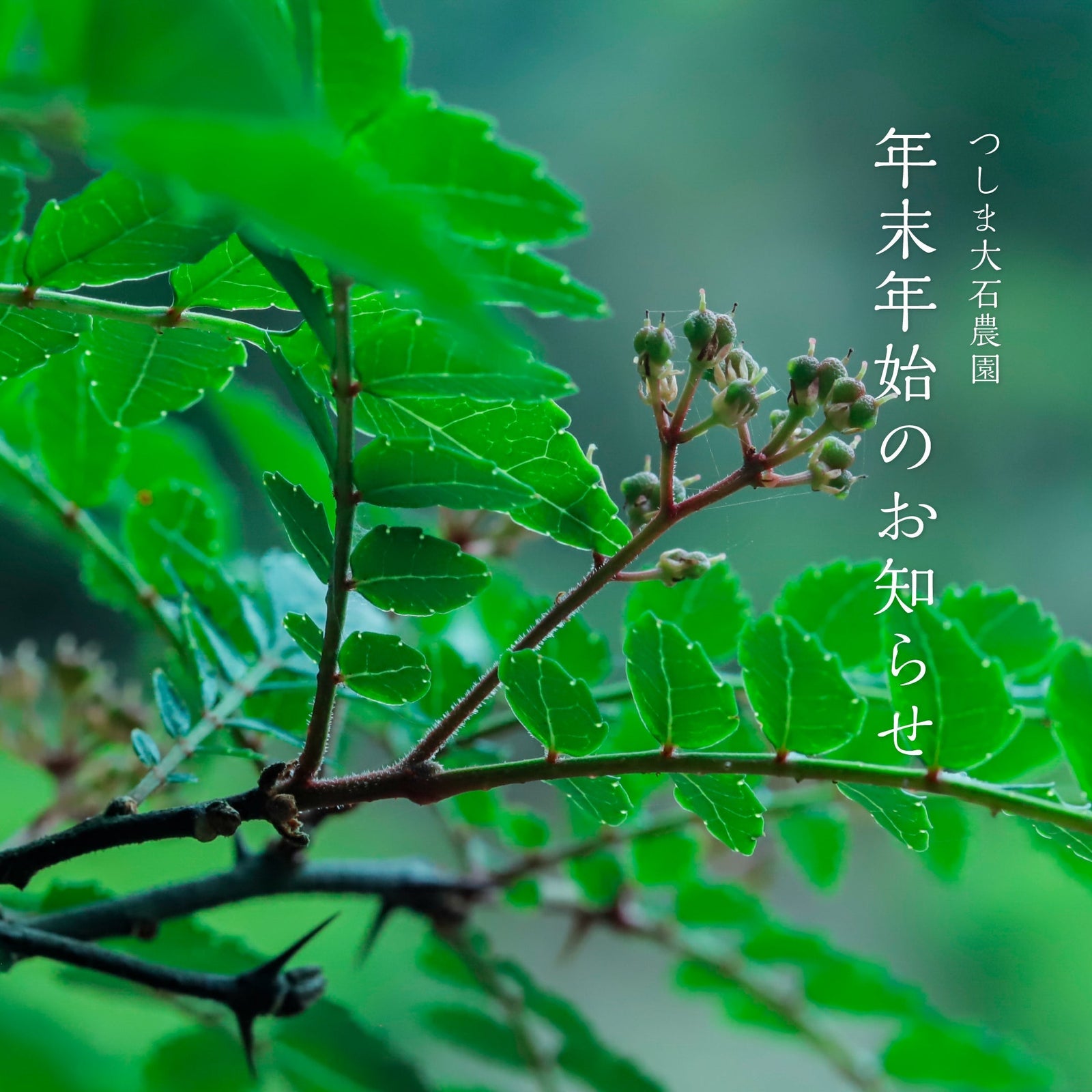 年末年始のお知らせ